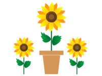 Miwa sunflower