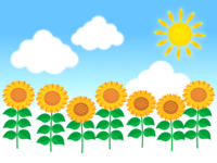 Sun and sunflower field