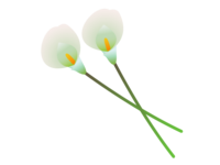 白色のカラー(花)素材