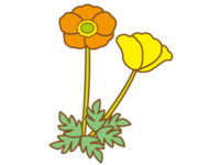 橙色和黄色罂粟花