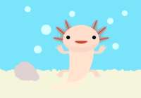 Axolotl