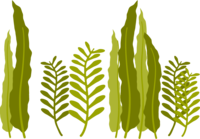 海藻类