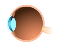 Eyeball seen from the side (eyeball)