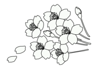 ぬりえ素材-桜の花
