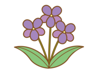 紫色紫罗兰