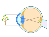 Eyeball seen from the side (eyeball)