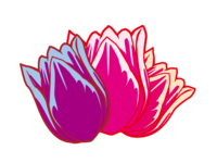 三輪のチューリップの花