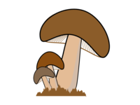3 mushroom materials