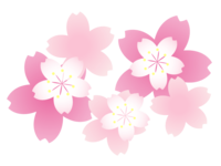 沢山の桜の花びら-春