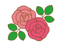 流行的粉红色和红色玫瑰