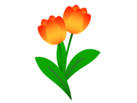 Orange tulip material
