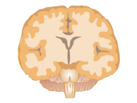 Brain of cross section from above