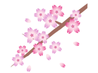 Cherry tree and petals