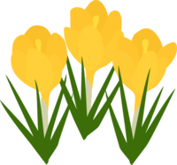 Yellow crocus