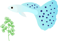 热带鱼孔雀鱼