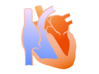 心臓の断面図