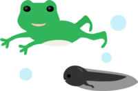 Tadpole and frog