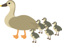 Parent and child of duck (duck)