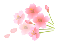 桜の花素材