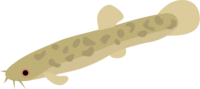 Loach