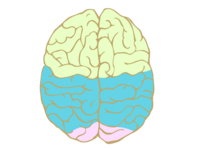 Color-coded brain with color seen from directly above