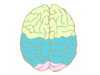 真上から見たカラーで色分けされた脳