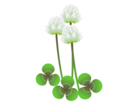 White clover and clover