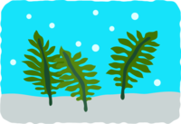 Seaweed-Wakame