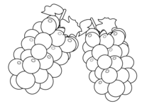Coloring Material-Grape (Grape) -Muscat-Fruits
