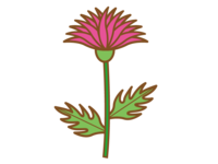 One pink thistle