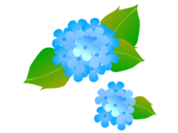 Blue two-wheeled hydrangea