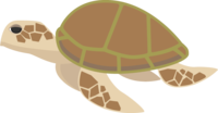 Brown sea turtle