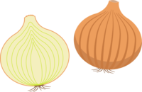 Onion cut in half