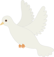 White dove