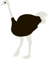 Ostrich