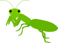 Mantis