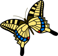 Swallowtail butterfly