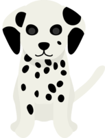 Dalmatian puppy