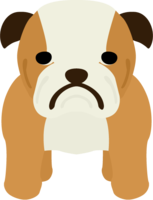 Bulldog