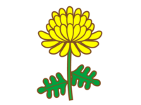 Yellow single chrysanthemum