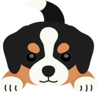 Bernese Mountain Dog