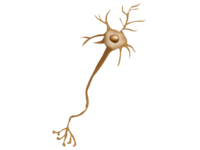 Nerve cell