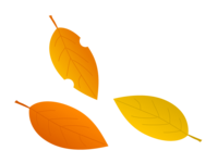 Fallen leaves-Autumn leaves