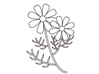 大波斯菊(秋樱)的涂绘(线条)