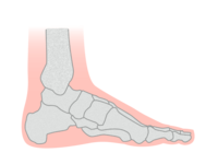 Foot bone