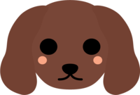 Miniature dachshund