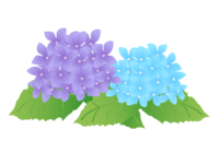 Blue and purple hydrangea material