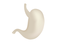 stomach
