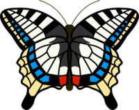 Swallowtail butterfly