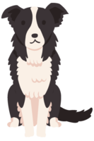 Dog (Border-Collie)